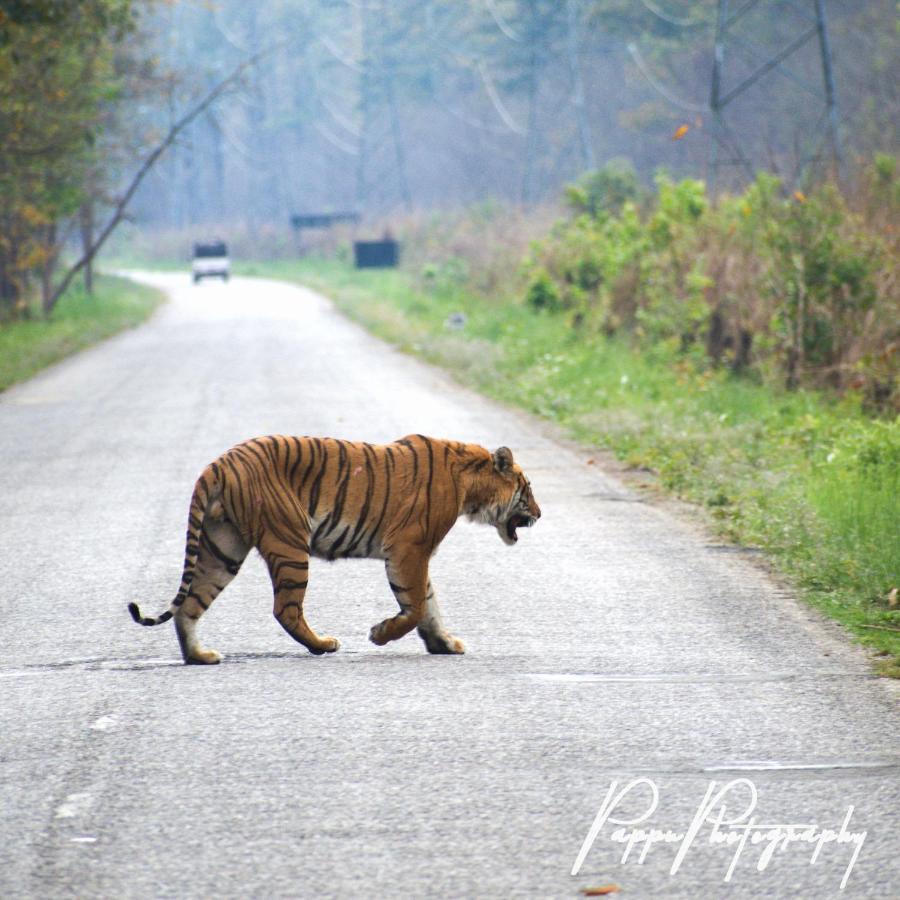 Hotel Golden River Of Wild Side Bardiya Exterior foto